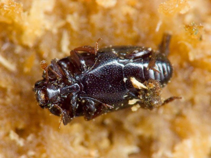 Paromalus parallelepipedus (Herbst, 1792)